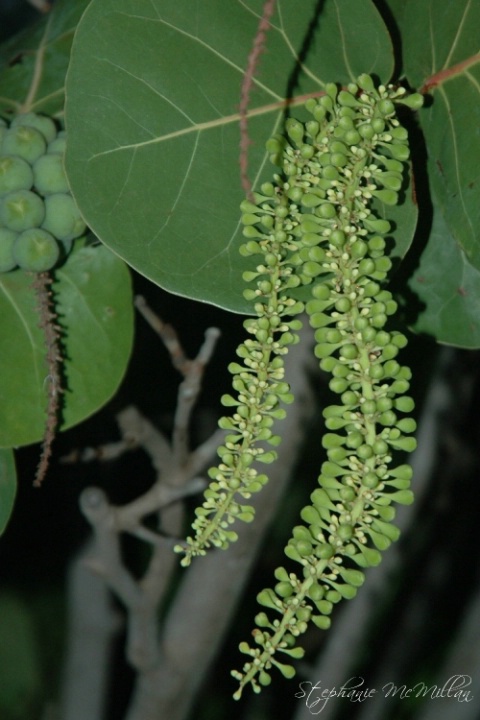 Sea Grapes in the Making