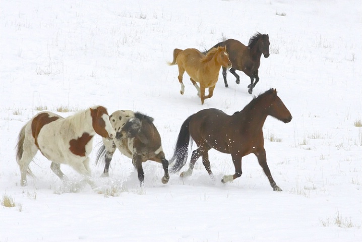 Wild Horses in the Snow