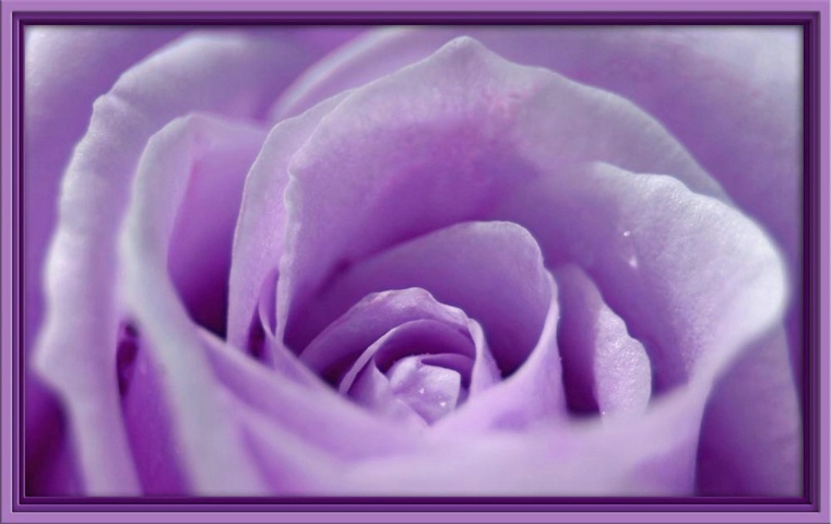 ...Purple Rose...