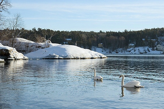 Midwinter Swans - Sweden