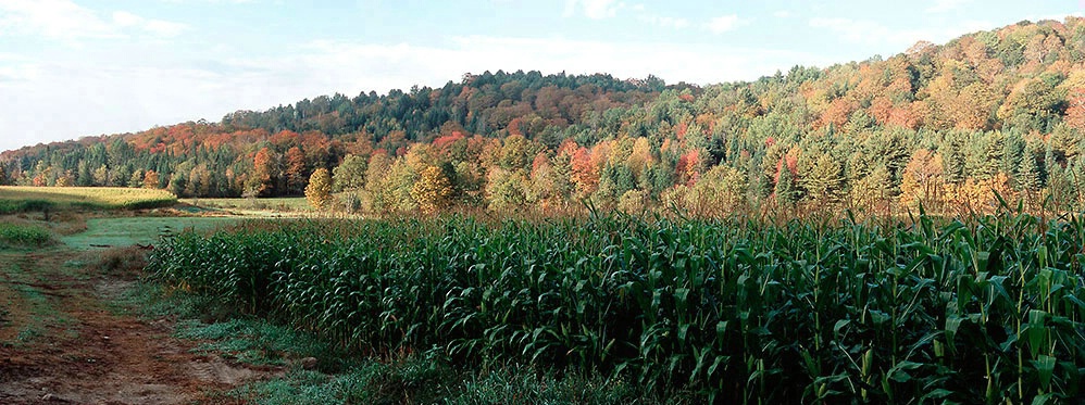 Vermont Corn