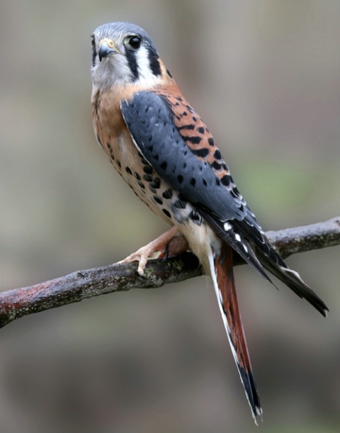 American Kestrel