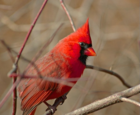 Northern Cardinal Male