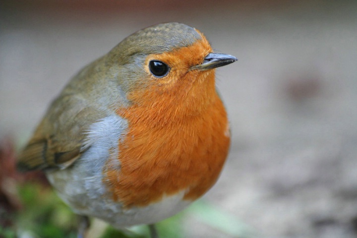 Robin