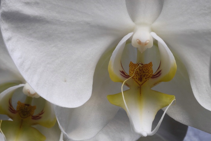 orchid1