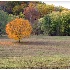 © Timlyn W. Vaughan PhotoID # 1752798: Pumpkin Tree #168