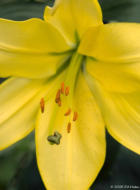 Easter Lily