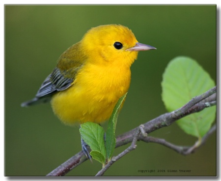 Prothonotary Warbler