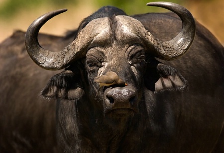 Oxpecker/Cape Buffall