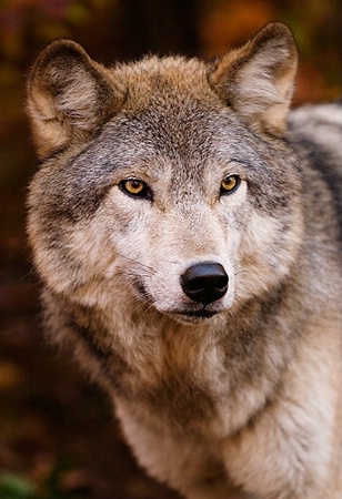 Wolf Portrait