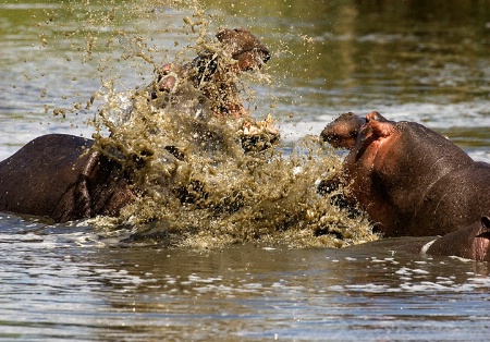 Hippo Fight