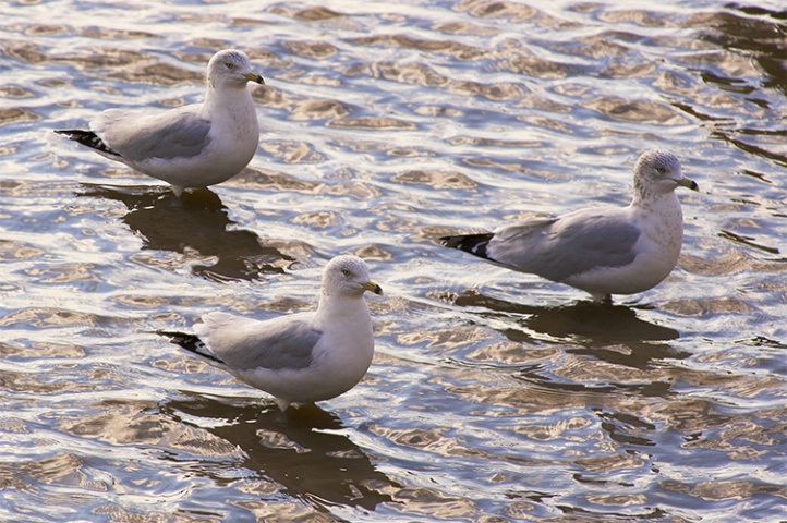 Three Seagulls