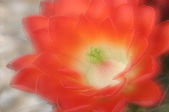 Cactus Flower - ID: 1754588 © Patricia A. Casey