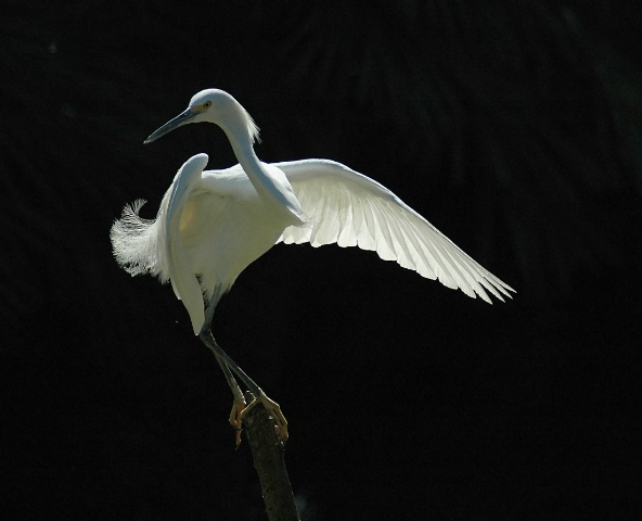 Egret On A Pole 2