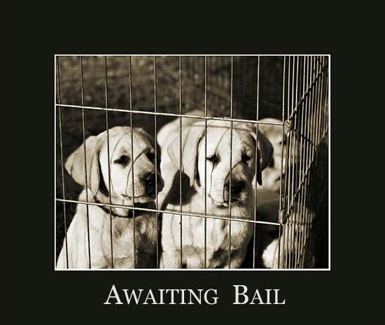 Awaiting Bail