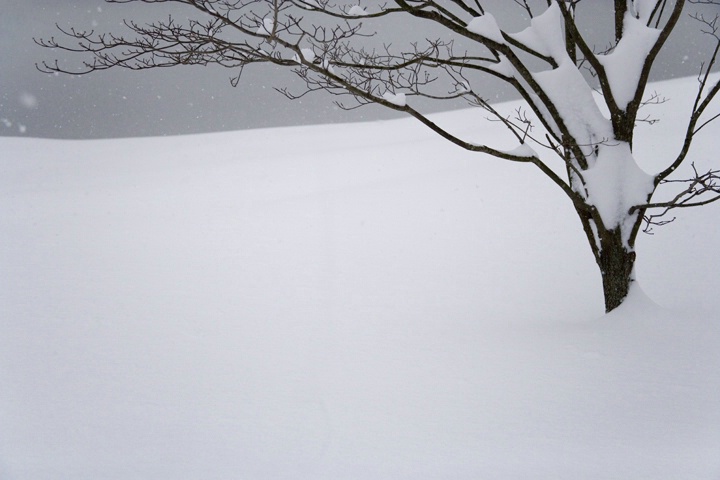 Tree In White, Greenwich, CT, 2006