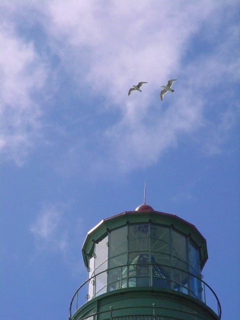 Yakina Head with Seagulls