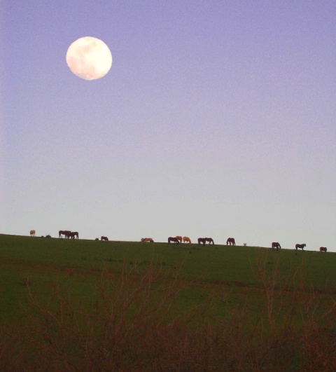 Full moon over pasture