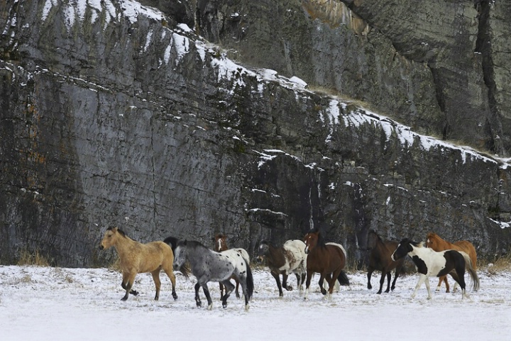 Wild Horses in the Snow - Montana