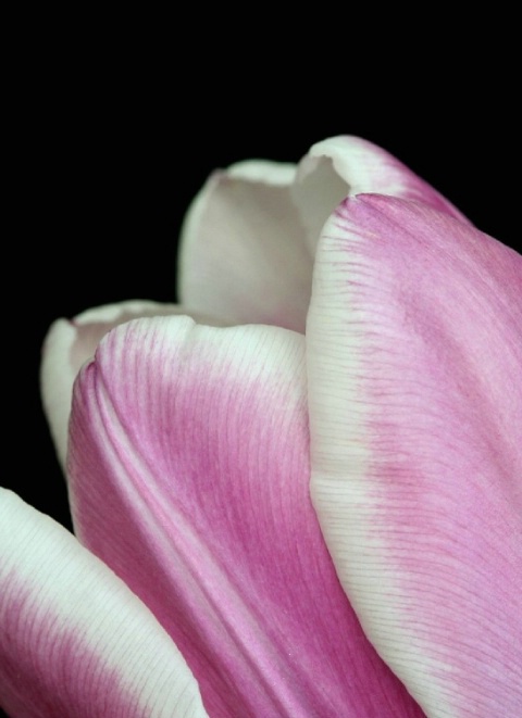 Blushing Tulip