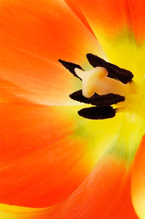 tulip flame