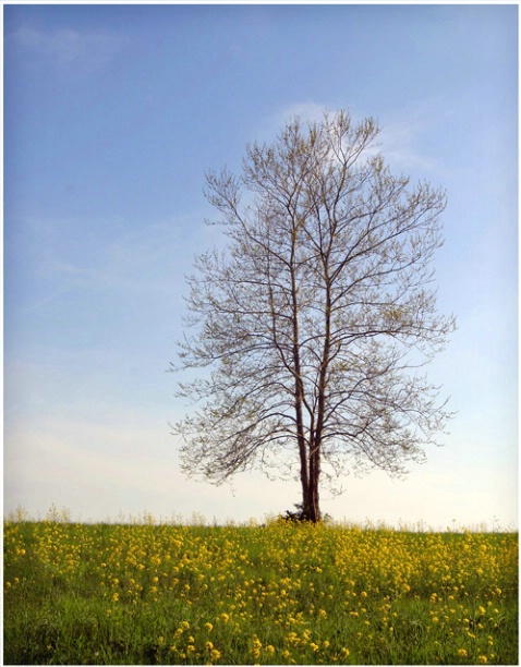 Mustard Tree #169 - ID: 1769255 © Timlyn W. Vaughan
