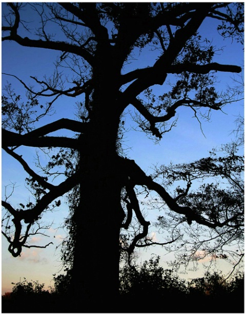 Tree Silhouette #163 - ID: 1769256 © Timlyn W. Vaughan