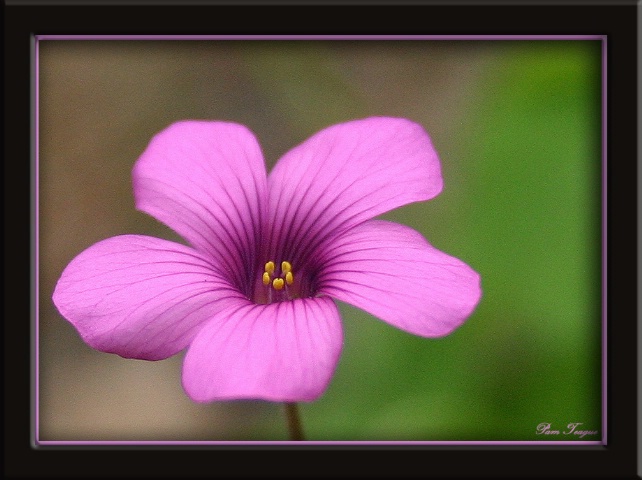 Purple Clover Bloom