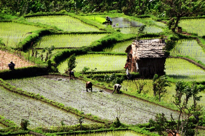 A Day in the Rice Paddies