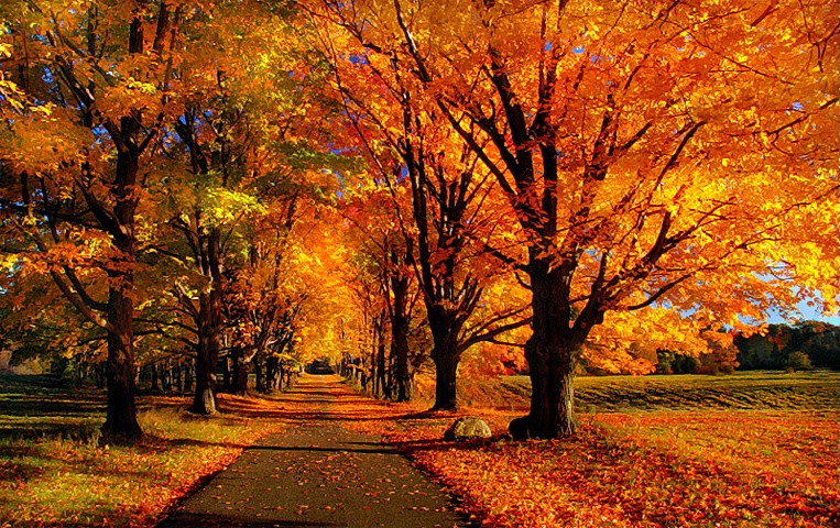 Autumn Allee