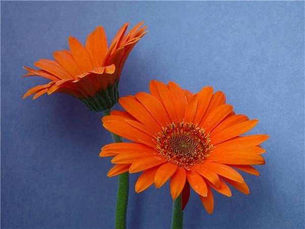 Daisies on Blue