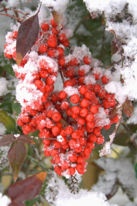 Winter Berries (After)