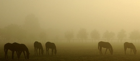 Morning Graze