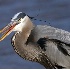 © Jeff Robinson PhotoID # 1776294: Handsome Heron