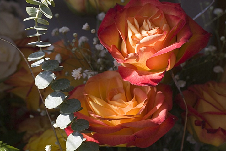 Orange Roses