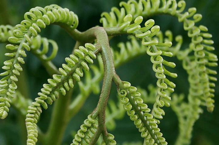 The Green Curly Fern