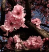 Early Spring in P...