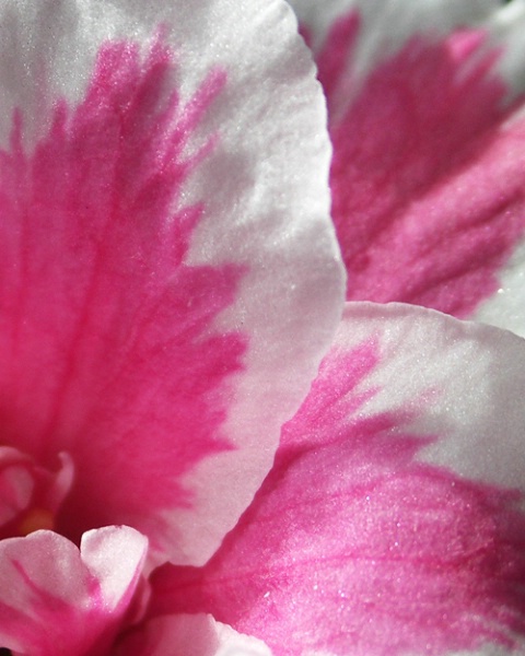 Azalea petals