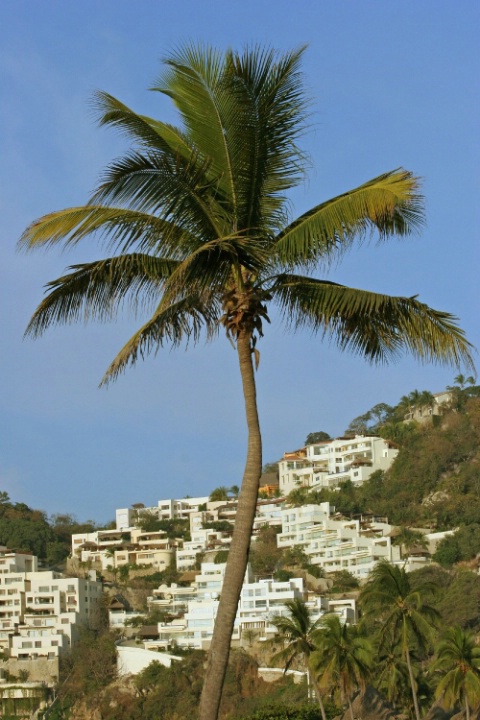 Palm Against Hills