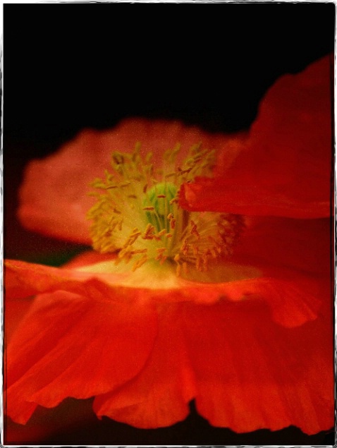 Kalispell Poppy-REVISITED - ID: 1781107 © DEBORAH thompson