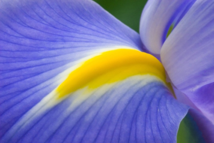 Iris Closeup