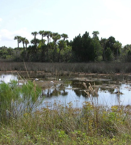 Florida landscape before