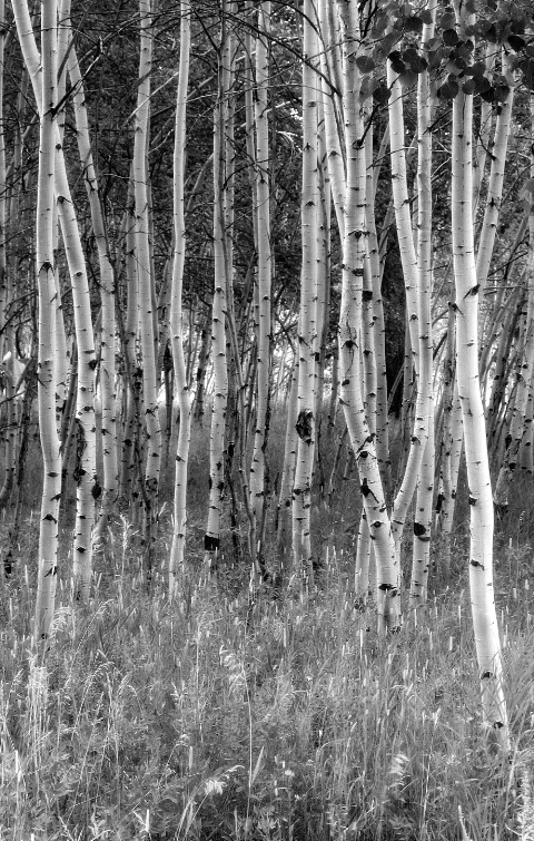 Aspens