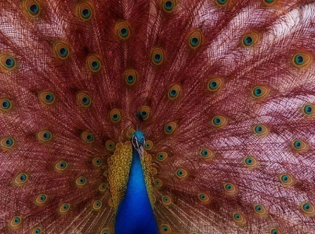 Eyes of the Peacock