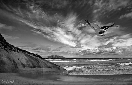 Flight