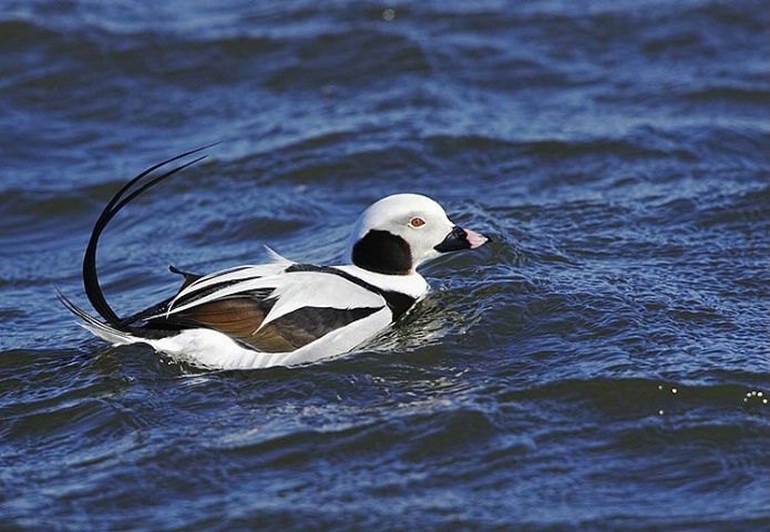 Long Tailed Duck 1