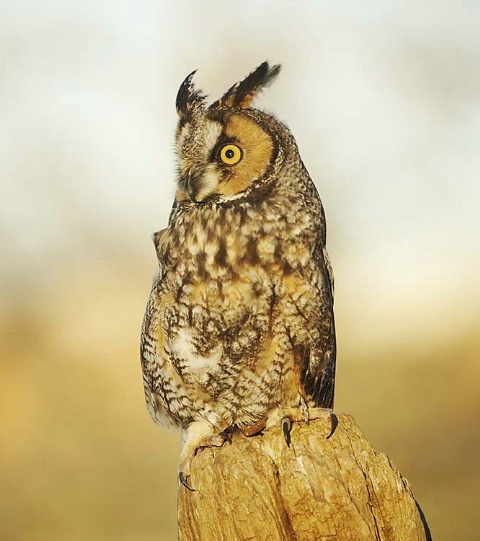 Long-eared Owl (Captive at Rehab Center)