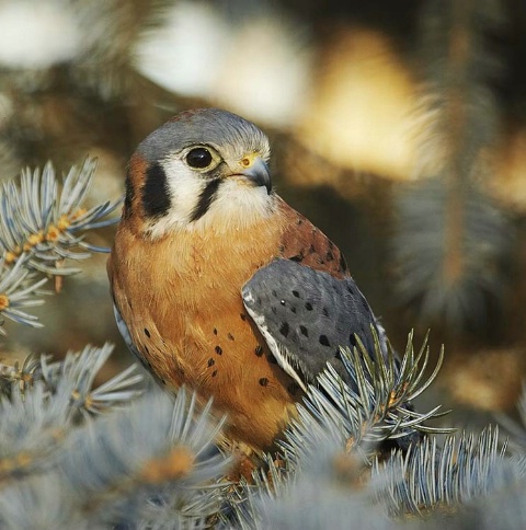 American Kestrel (Captive at Rehab Center)