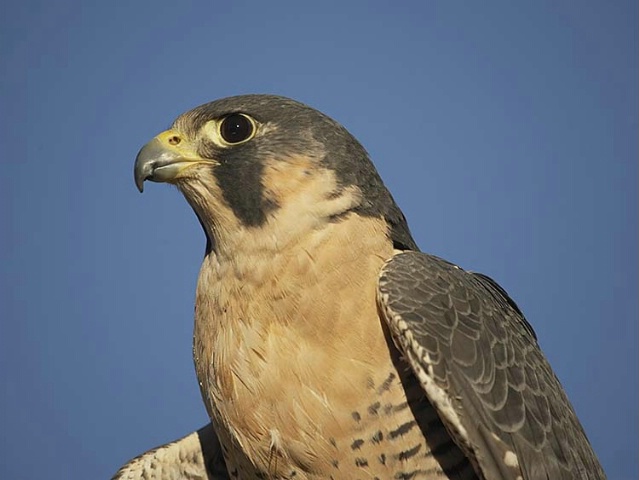 Peregrine Falcon (Captive at Rehab Center)