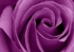 ~ Purple Swirl ~